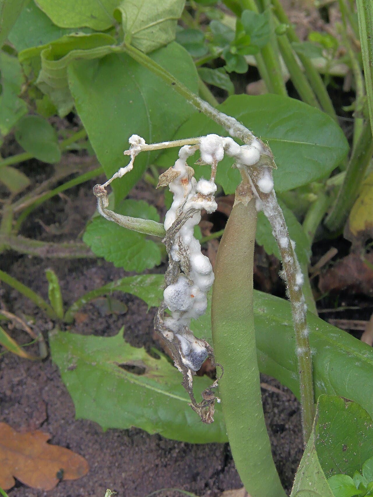 Imagine pentru Putregaiul alb: Sclerotinia sclerotiorum at Phaseolus vulgaris, sclerotiënrot stamsperzieboon
