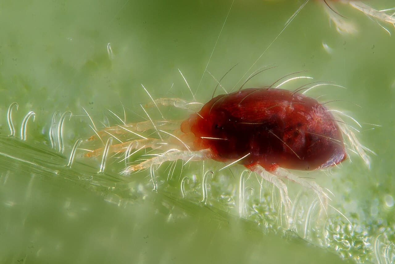 Imagine macro cu Tetranychus urticae pentru ghidul AgroDex despre p?ianjenul ro?u comun