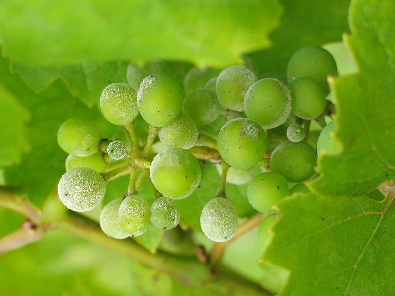 Imagine pentru Făinarea viței-de-vie: UncinulaNecatorOnGrapes