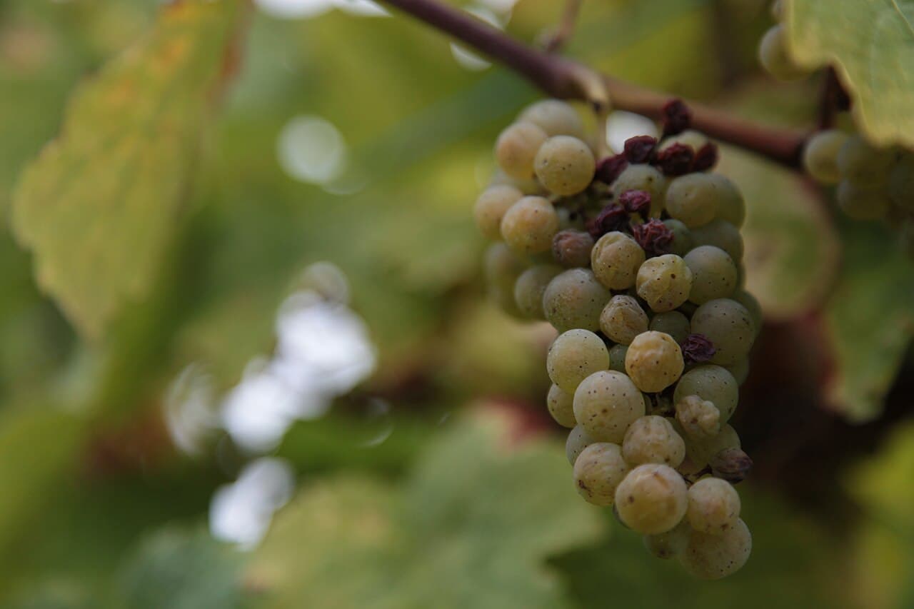 Imagine cu Botrytis cinerea pe struguri pentru ghidul AgroDex despre putregai cenușiu