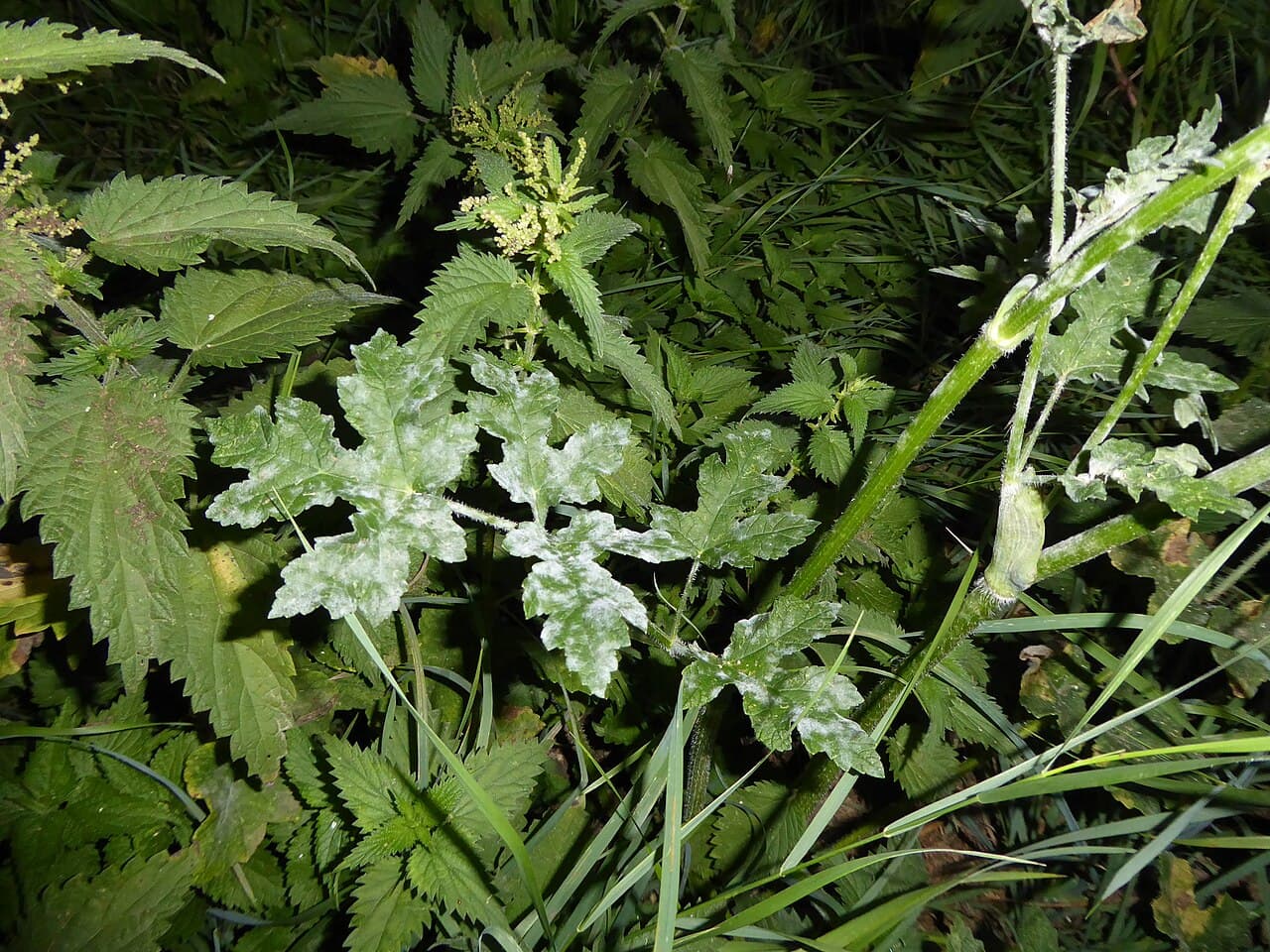 Fenicul: imagine de referinta asociata cu Făinarea feniculului. Fainarea feniculului: Erysiphe heraclei on Apiaceae host