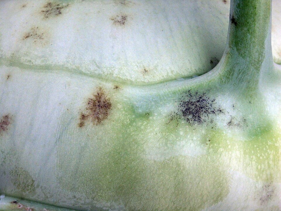 Făinare la gulie: Erysiphe cruciferarum speckling on kohlrabi tuber.