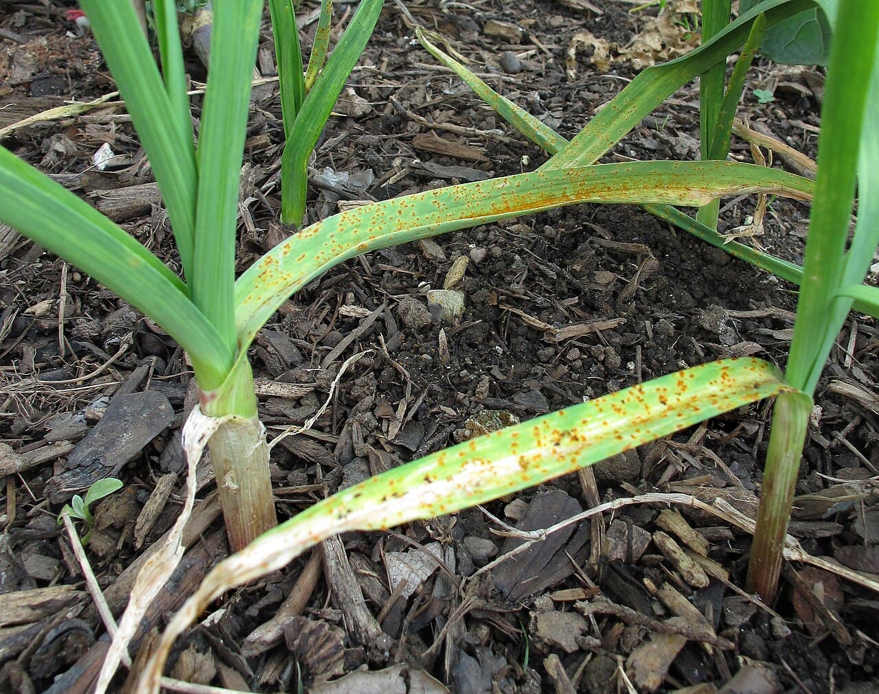 Imagine pentru Rugina usturoiului: Rust on garlic plants