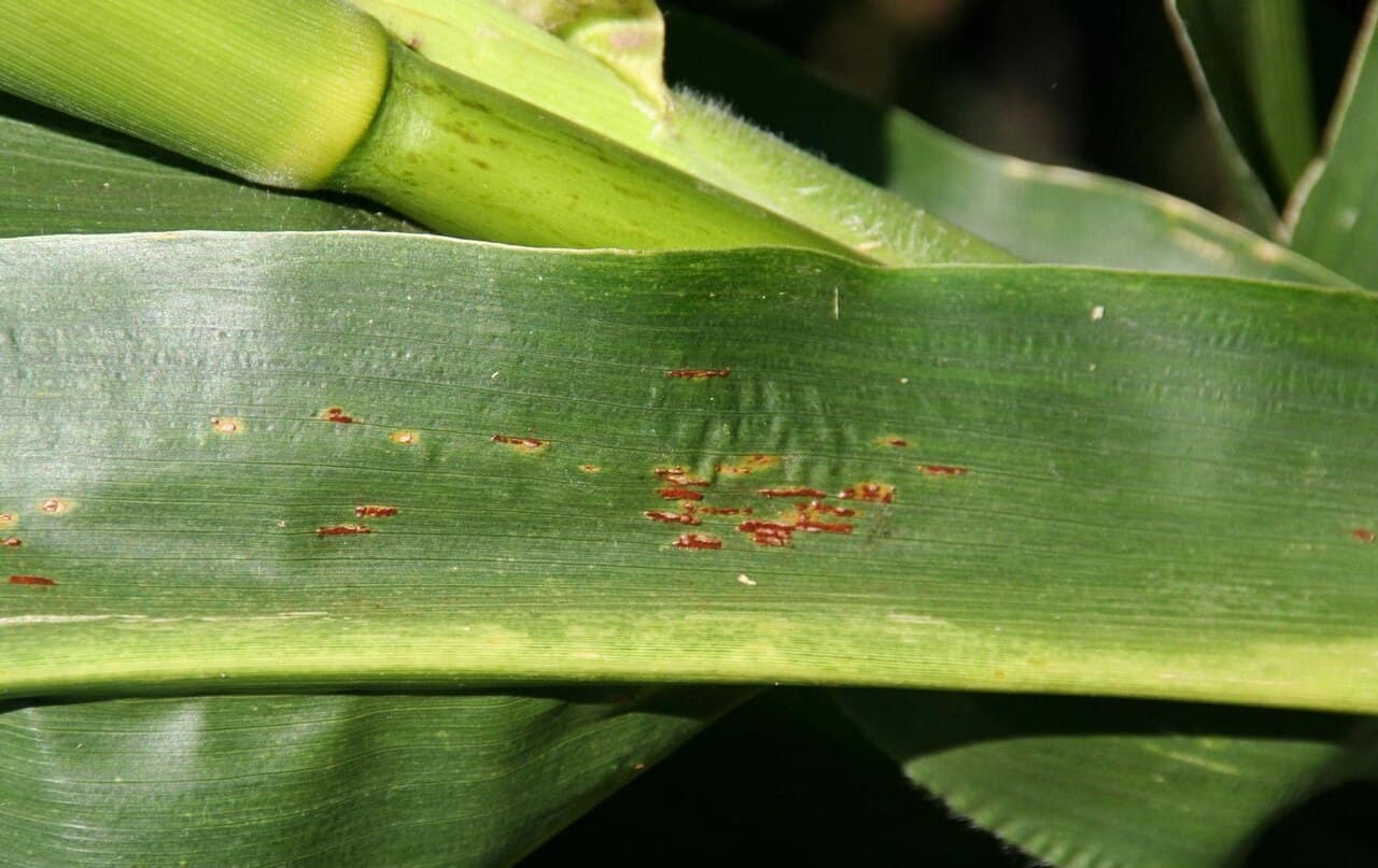Imagine cu simptome de Puccinia sorghi pentru ghidul AgroDex despre rugina porumbului