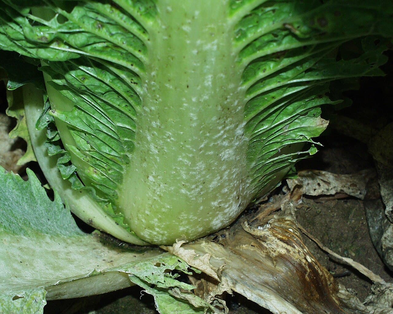 Nap: ghid agricol, cerințe și protecție: imagine de referinta din biblioteca AgroDex, asociata cu disease:fainare-la-nap. Fainare la nap: powdery mildew on Chinese cabbage / Brassica rapa