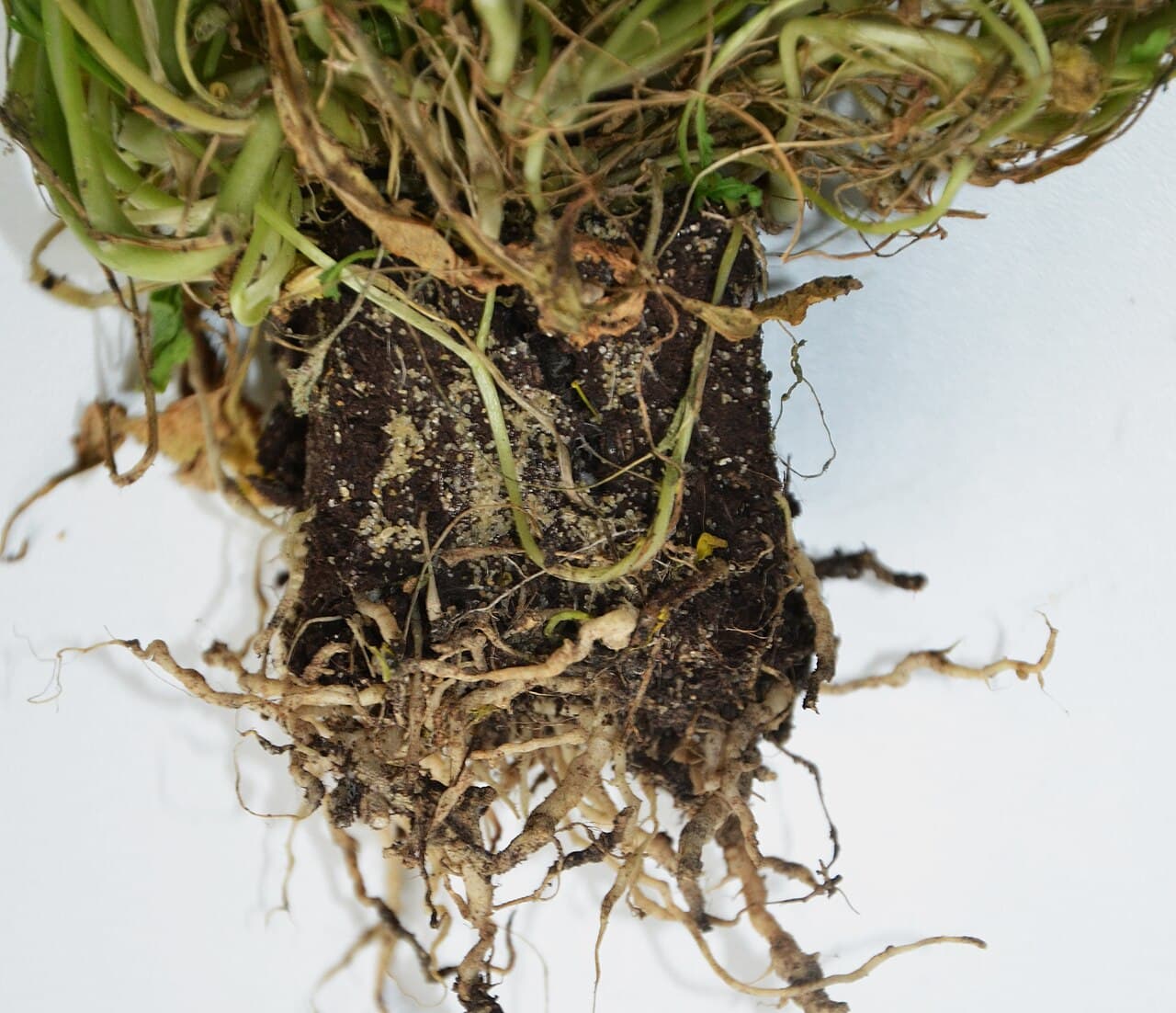 Hernia radacinilor la rapita: Plasmodiophora brassicae on rucola