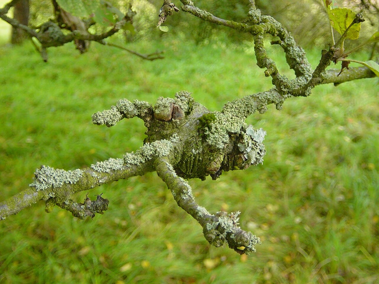 Cancerul european: apple tree canker