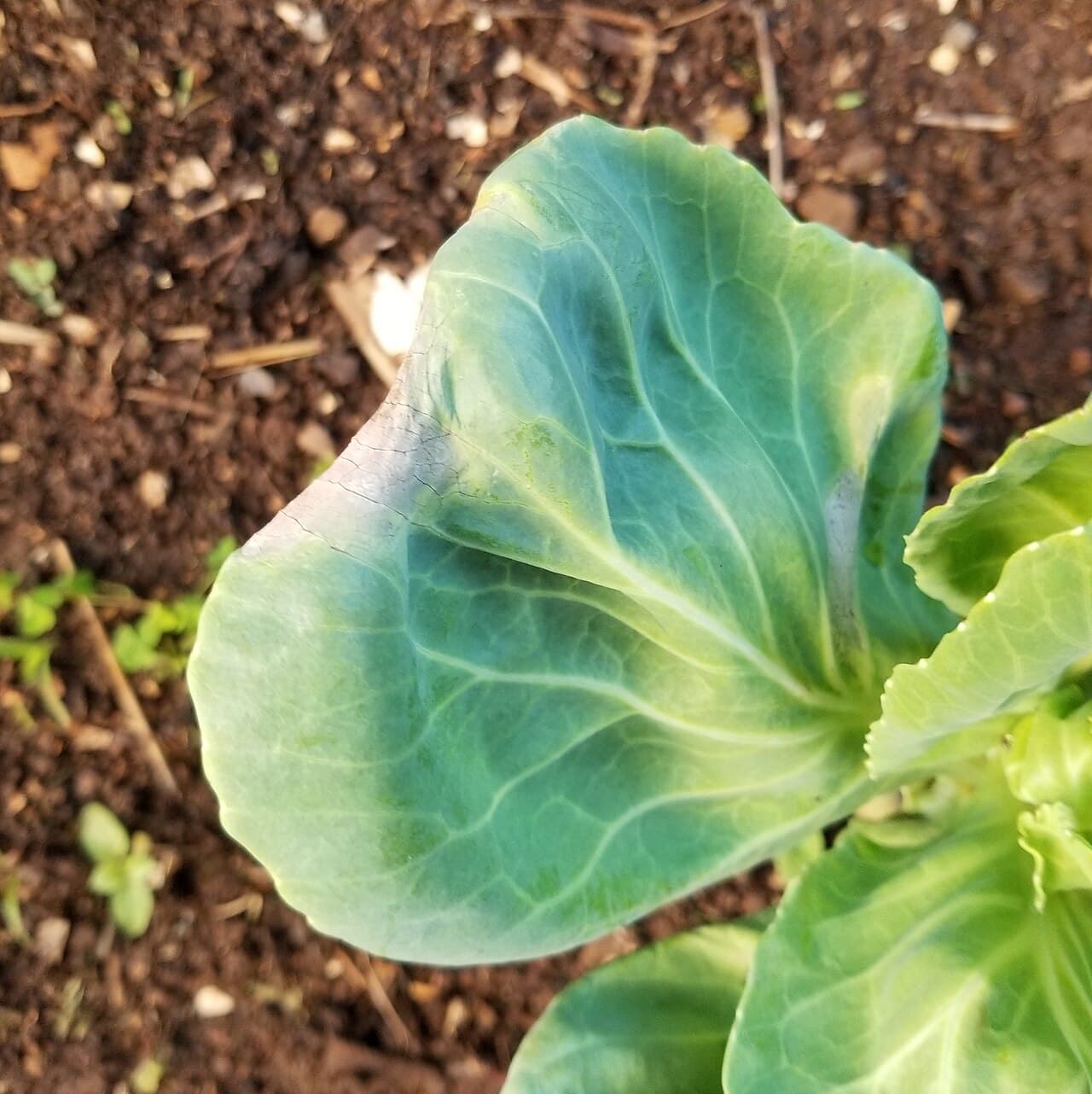 Imagine pentru Putregaiul negru: Cabbage Black rot (24593368628)