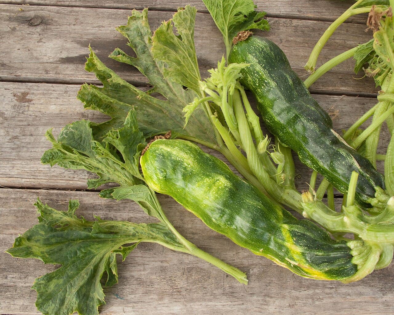 Imagine pentru Mozaicul galben: Zucchini yellow mosaic virus fruits and leaves
