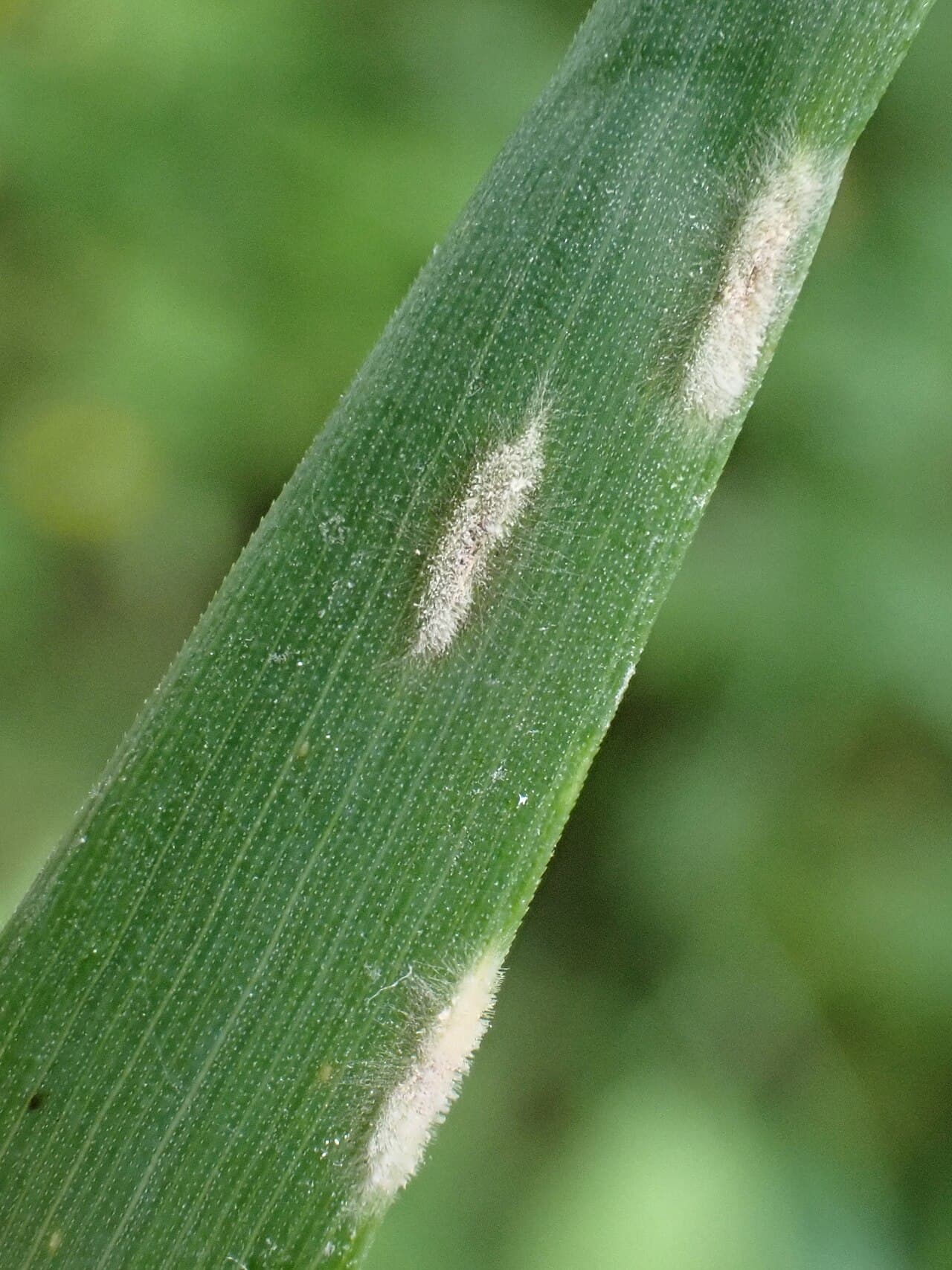 Fainare la timoftica: Blumeria graminis on Elymus