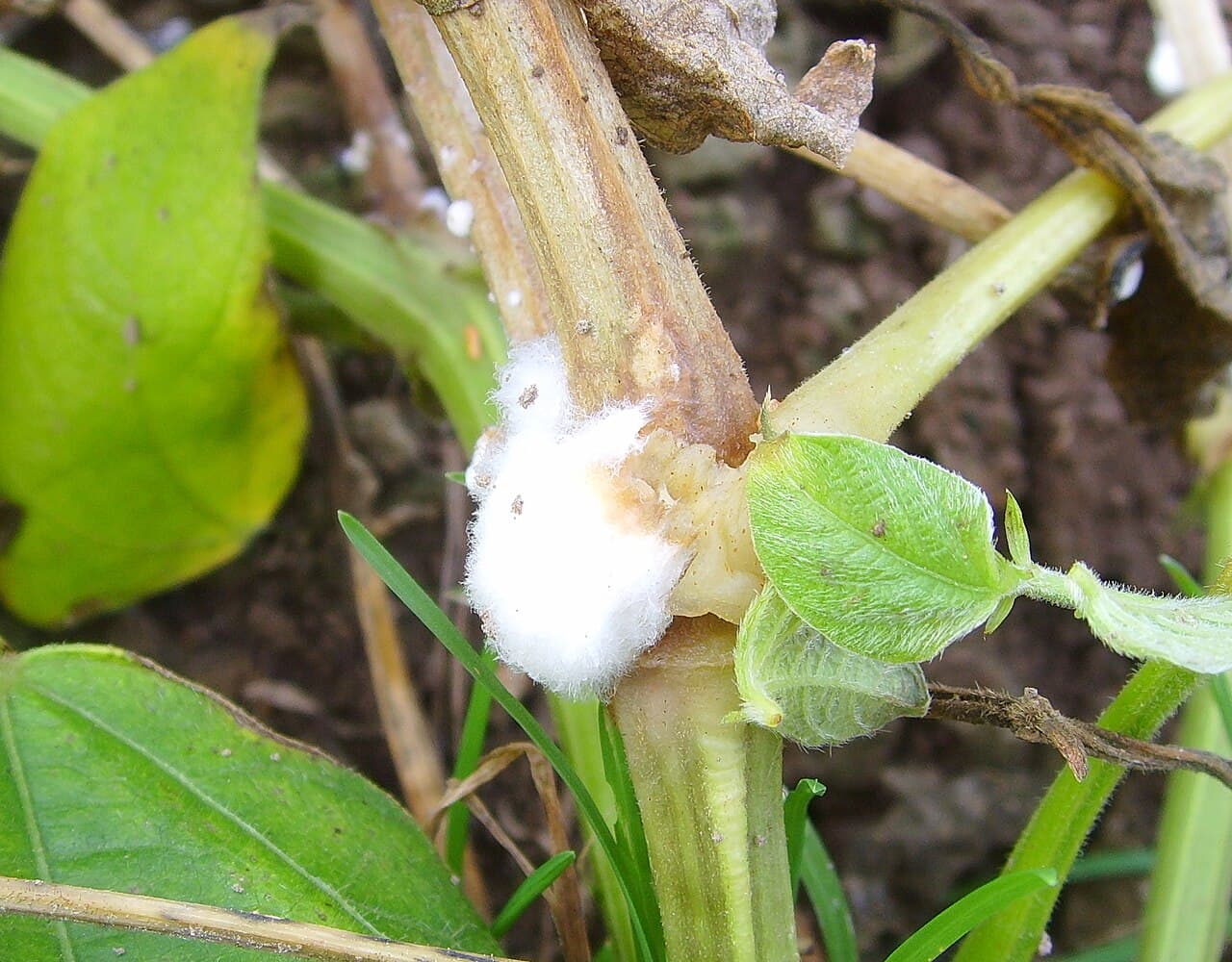 Imagine cu Sclerotinia sclerotiorum pentru ghidul AgroDex despre putregai alb
