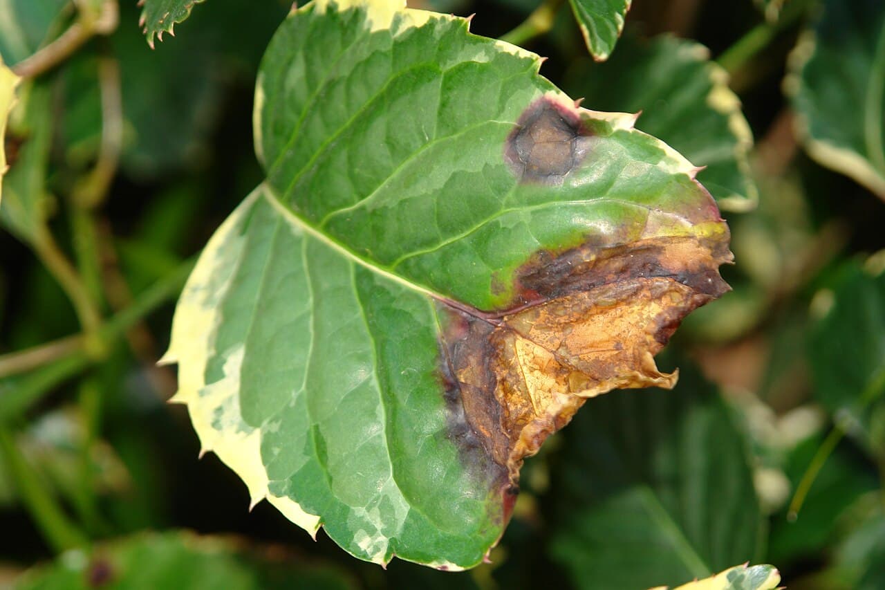 Imagine pentru Arsura bacteriană: DSC08095 bacterial leaf blight of panax (5833381084)