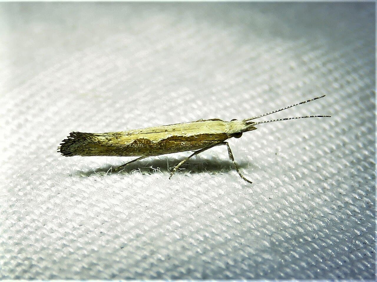 Imagine pentru Molia verzei: Plutella xylostella 105317817