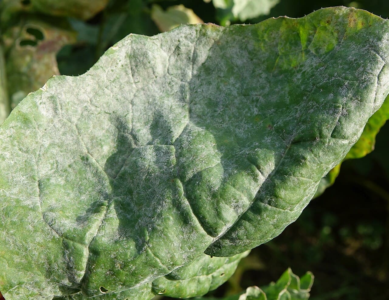 Fainare la ridiche de luna: Erysiphe cruciferarum on Brassicaceae leaf