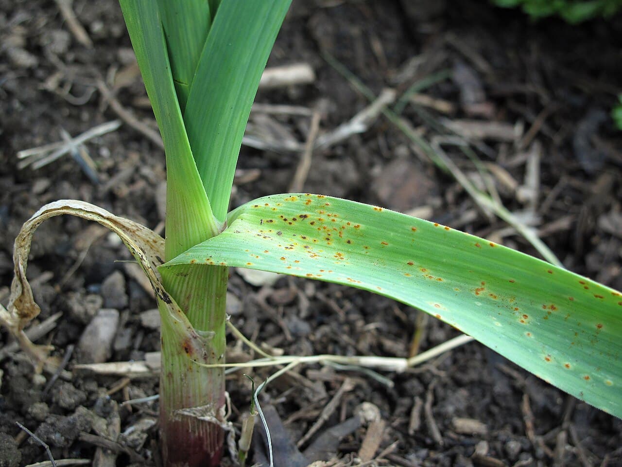 Imagine pentru Rugina usturoiului: Rust on garlic plant