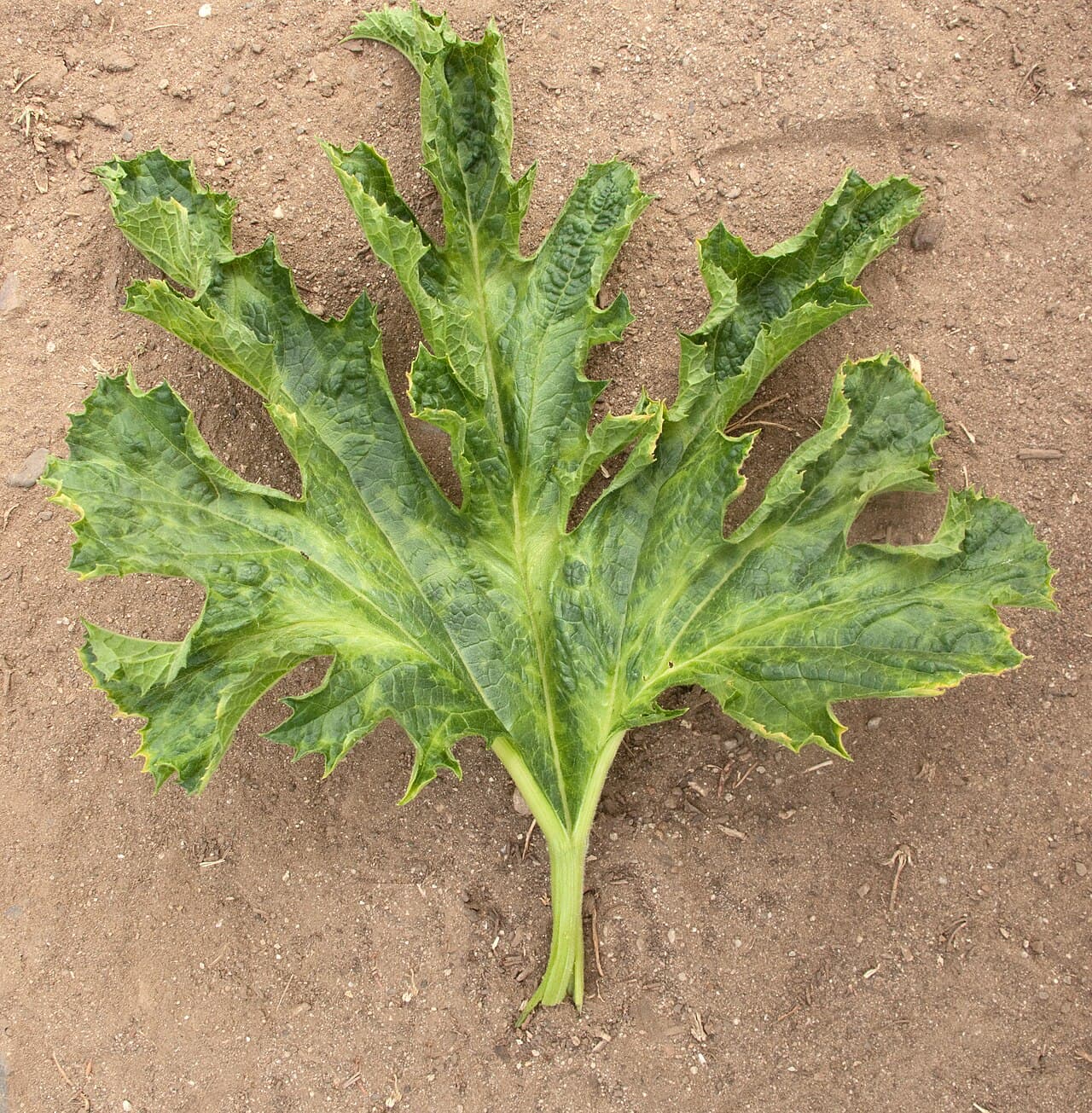 Imagine pentru Mozaicul galben: Zucchini yellow mosaic virus leaf