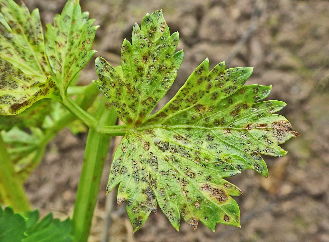 Septorioza patrunjelului: Septoria on celery leaf