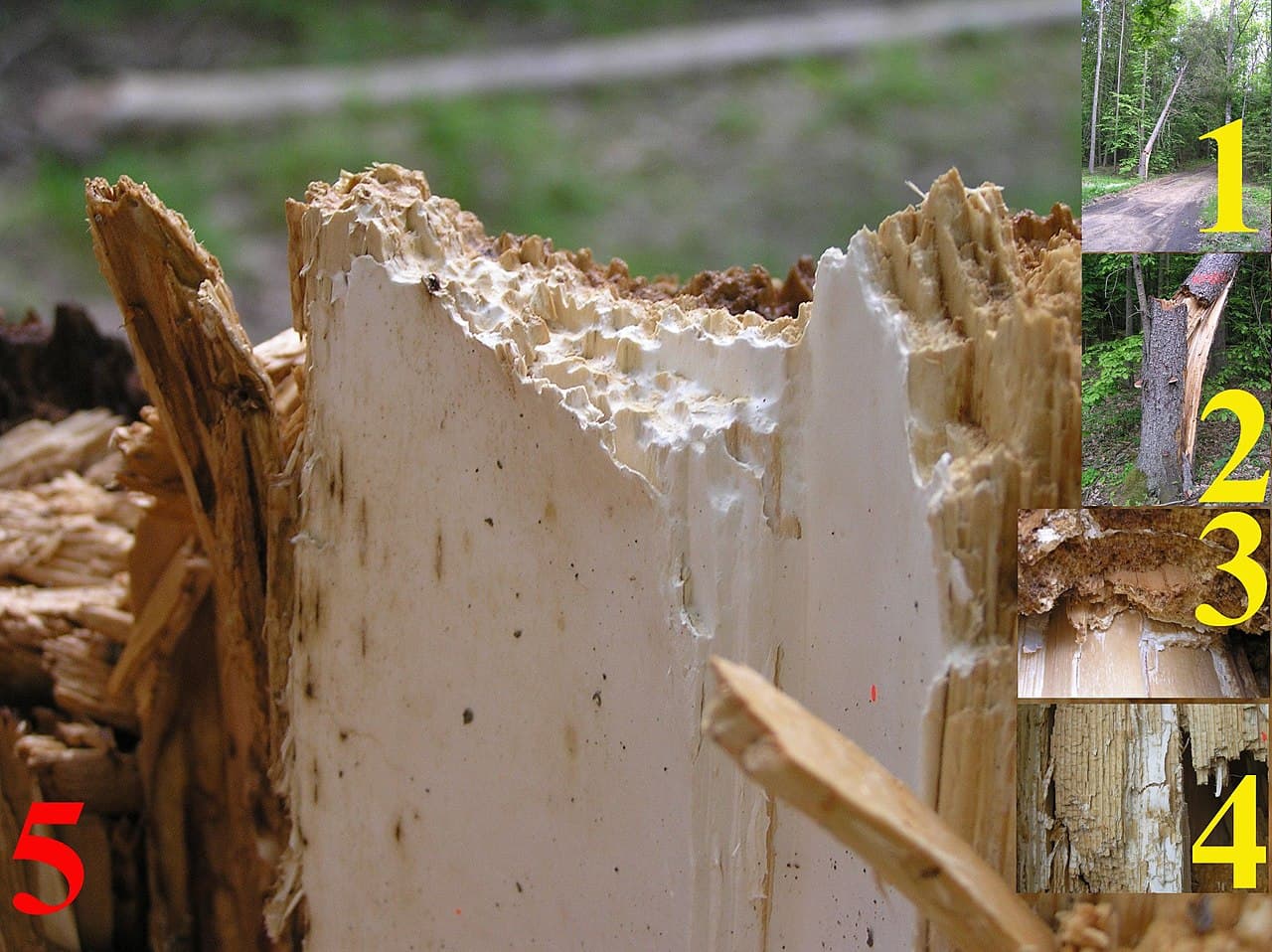 Imagine pentru Putregaiul tulpinii: Snag tree fomitopsis pinicola white rot on picea 5 beentree