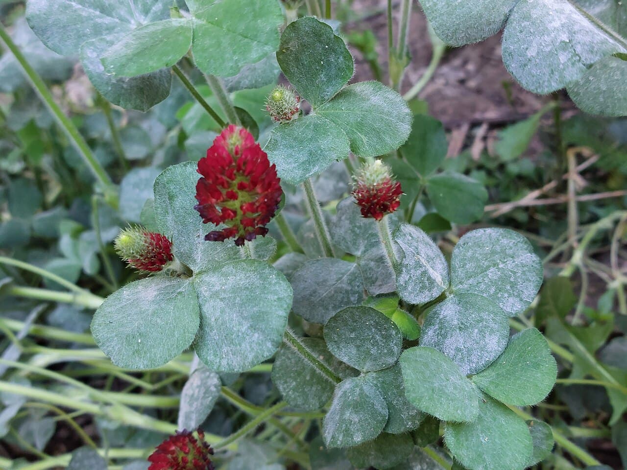 Imagine pentru Fainarea Trifoiului: Inkarnatklee (Trifolium incarnatum) mit Echtem Mehltau (Erysiphe trifoliorum) Befall