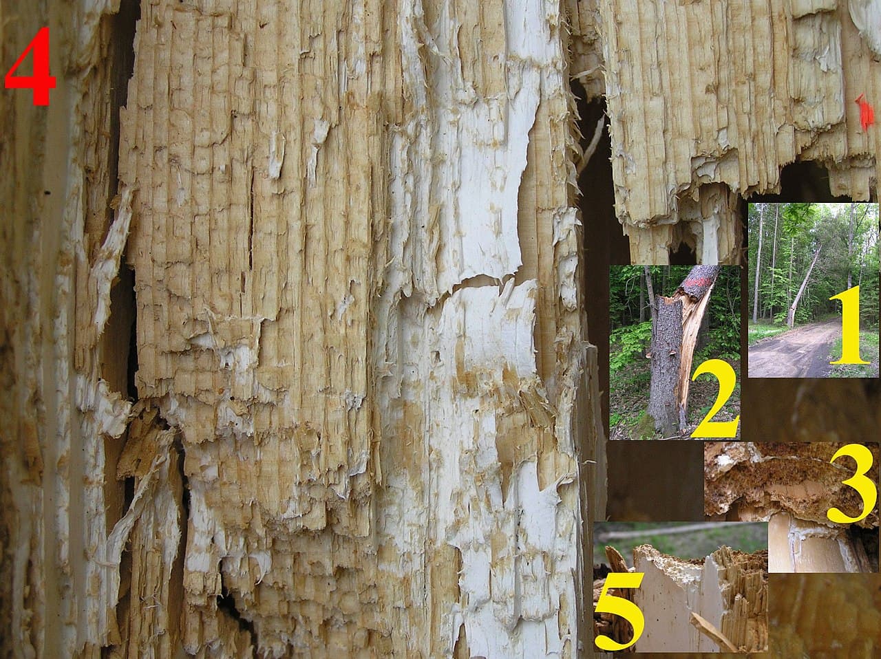 Imagine pentru Putregaiul tulpinii: Snag tree fomitopsis pinicola white rot on picea 4 beentree