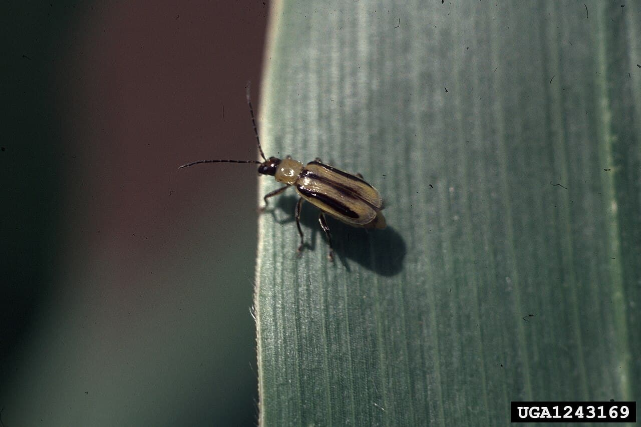 Imagine pentru Viermele vestic al rădăcinilor porumbului: Diabrotica virgifera virgifera