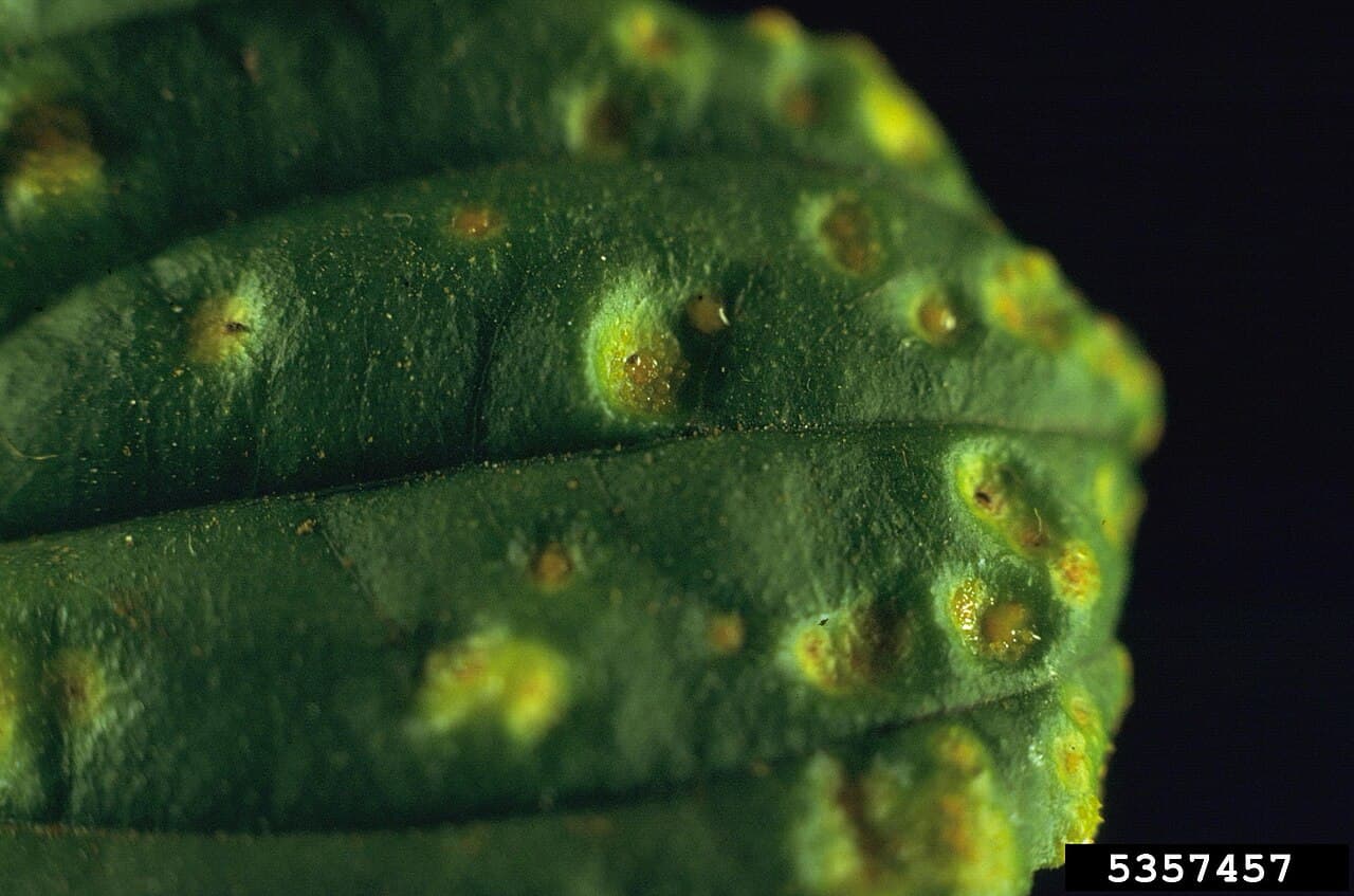 Imagine pentru Rugina coroanei: Puccinia coronata at Rhamnus cathartica (01)