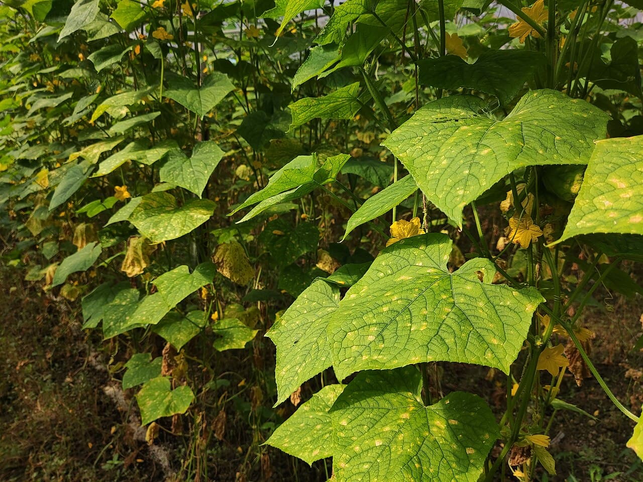 Imagine pentru Mana Castravetilor: Downy mildew on leaves of Cucumis sativus
