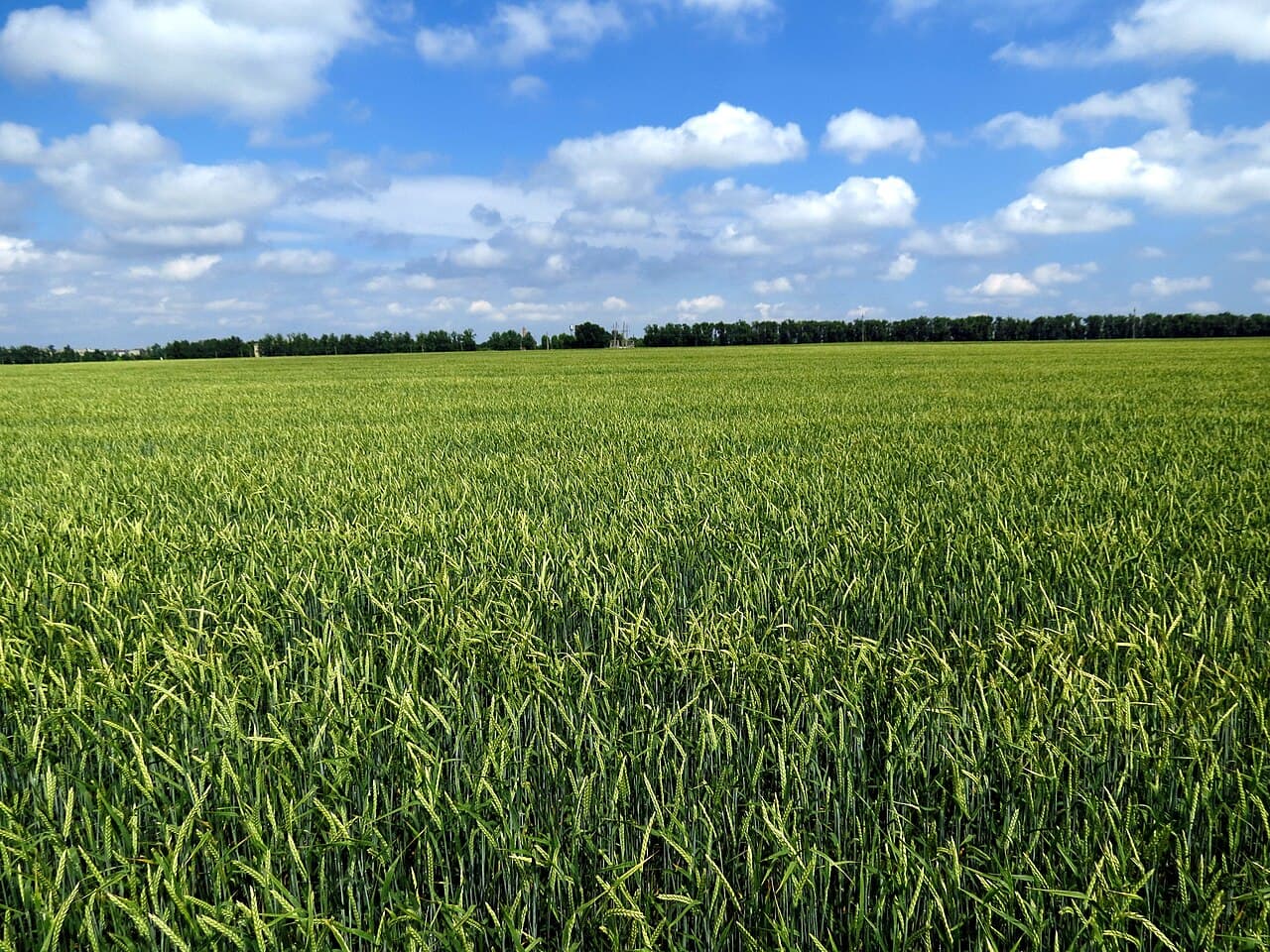 Imagine pentru Pătarea reticulară: Barley modern in field 1
