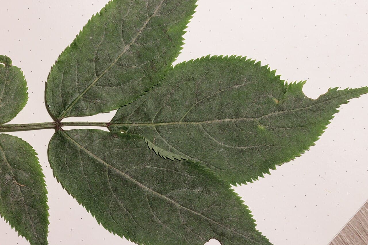 Soc: ghid de cultivare, risc si management: imagine de referinta din biblioteca AgroDex, asociata cu disease:fainarea-socului. Imagine pentru Fainarea Socului: Erysiphe vanbruntiana var. sambuci-racemosae on European Elderberry - Sambucus sp. (30145508948)