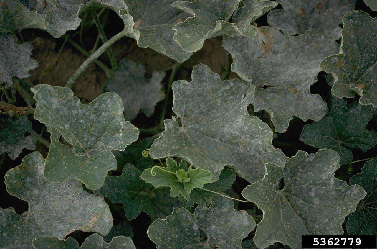 Imagine pentru Fainare La Pepene Galben: Cucumis melo - powdery mildews (Family Erysiphaceae)-M.E. Bartolo, Bugwood