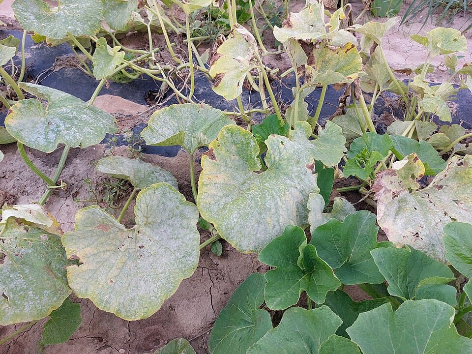 Fainare la dovleac placintar: powdery mildew on Cucurbita leaves in the field.