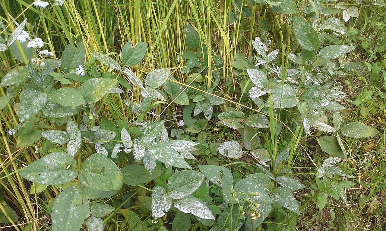 Imagine pentru Fainare La Soia: Powdery Mildew on Soyabean leaves