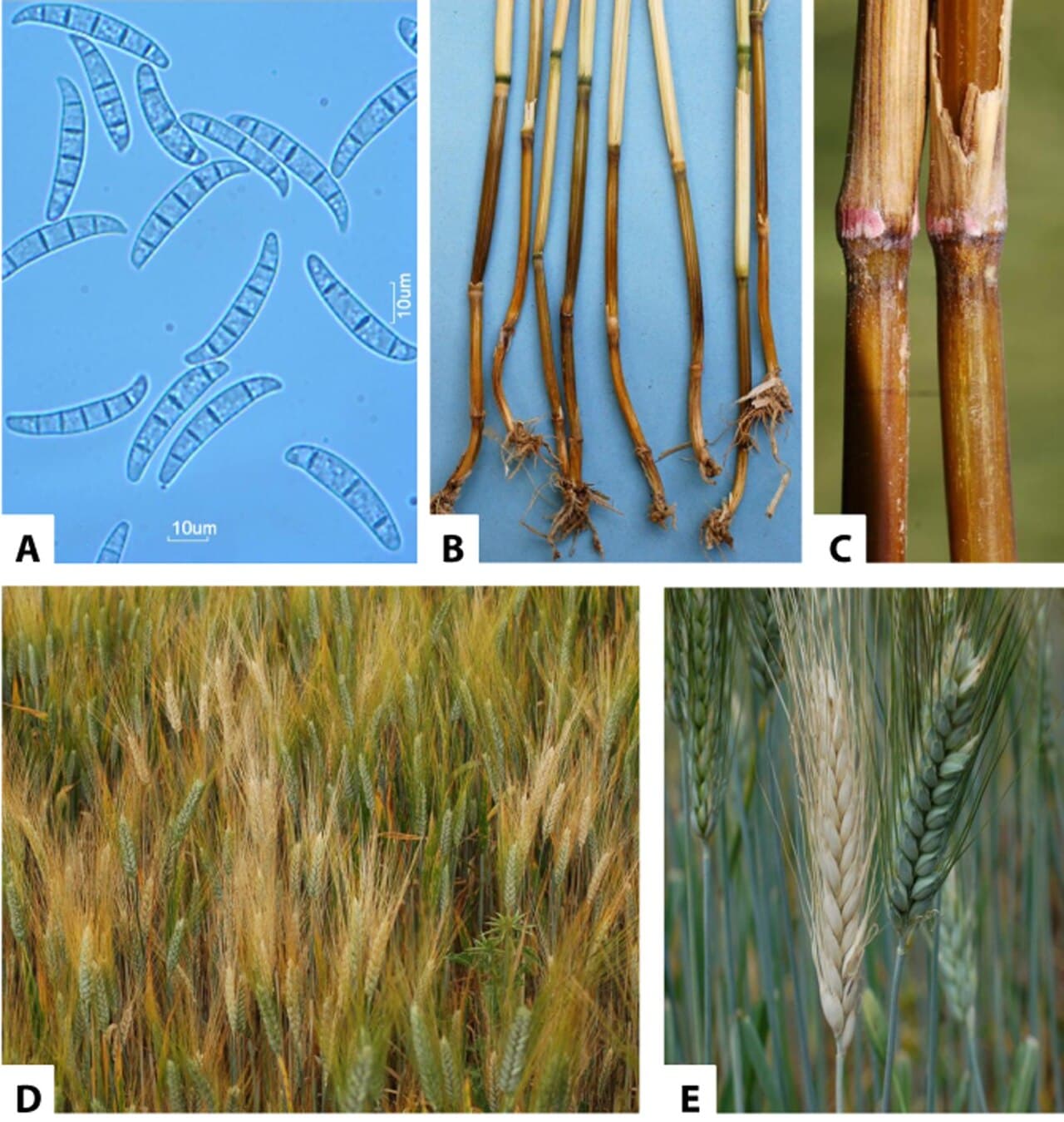 Imagine pentru Fuzarioza spicului: Fusarium culmorum (01)