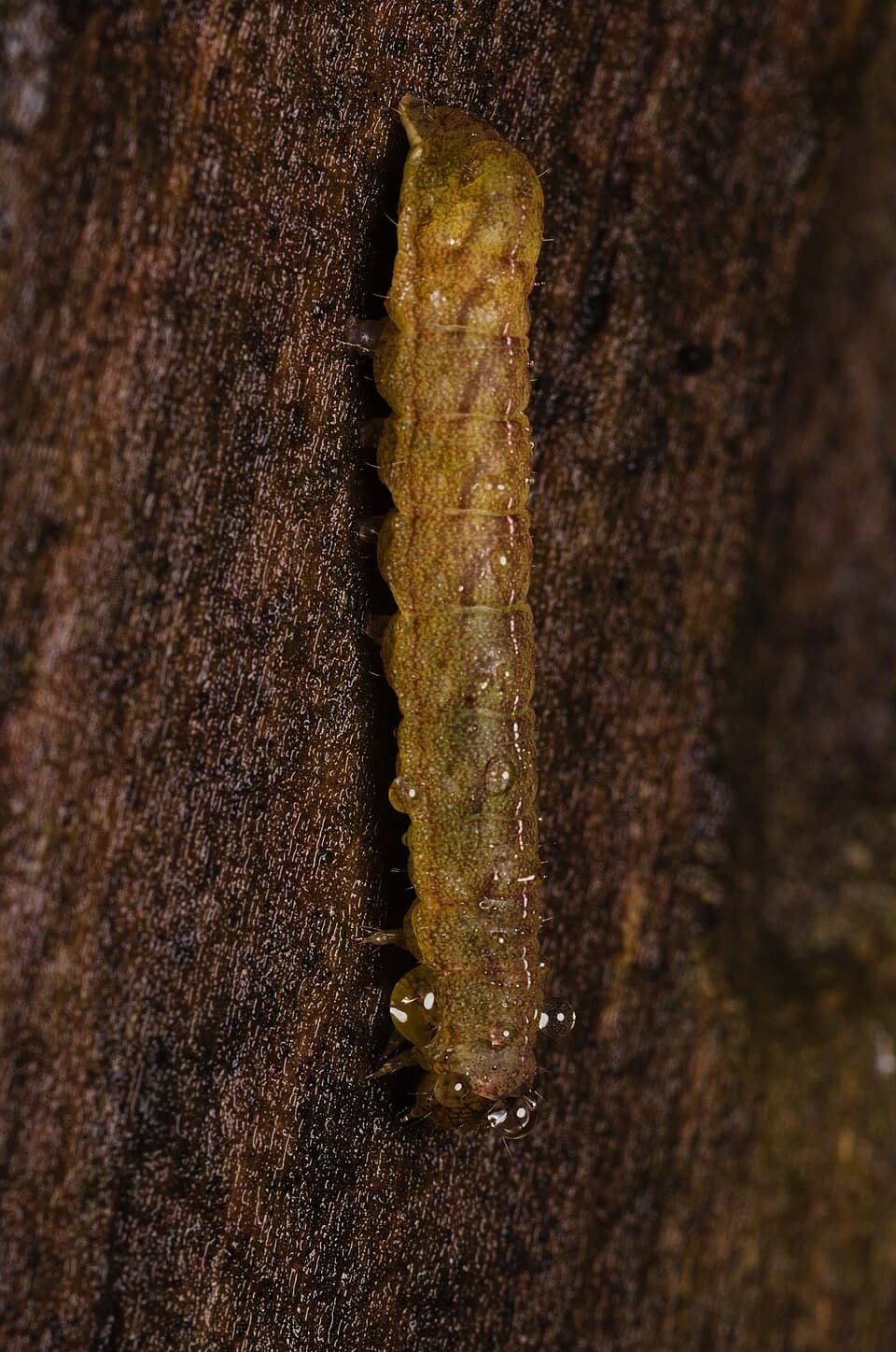 Buha conopidei: Mamestra brassicae larva in lateral view.