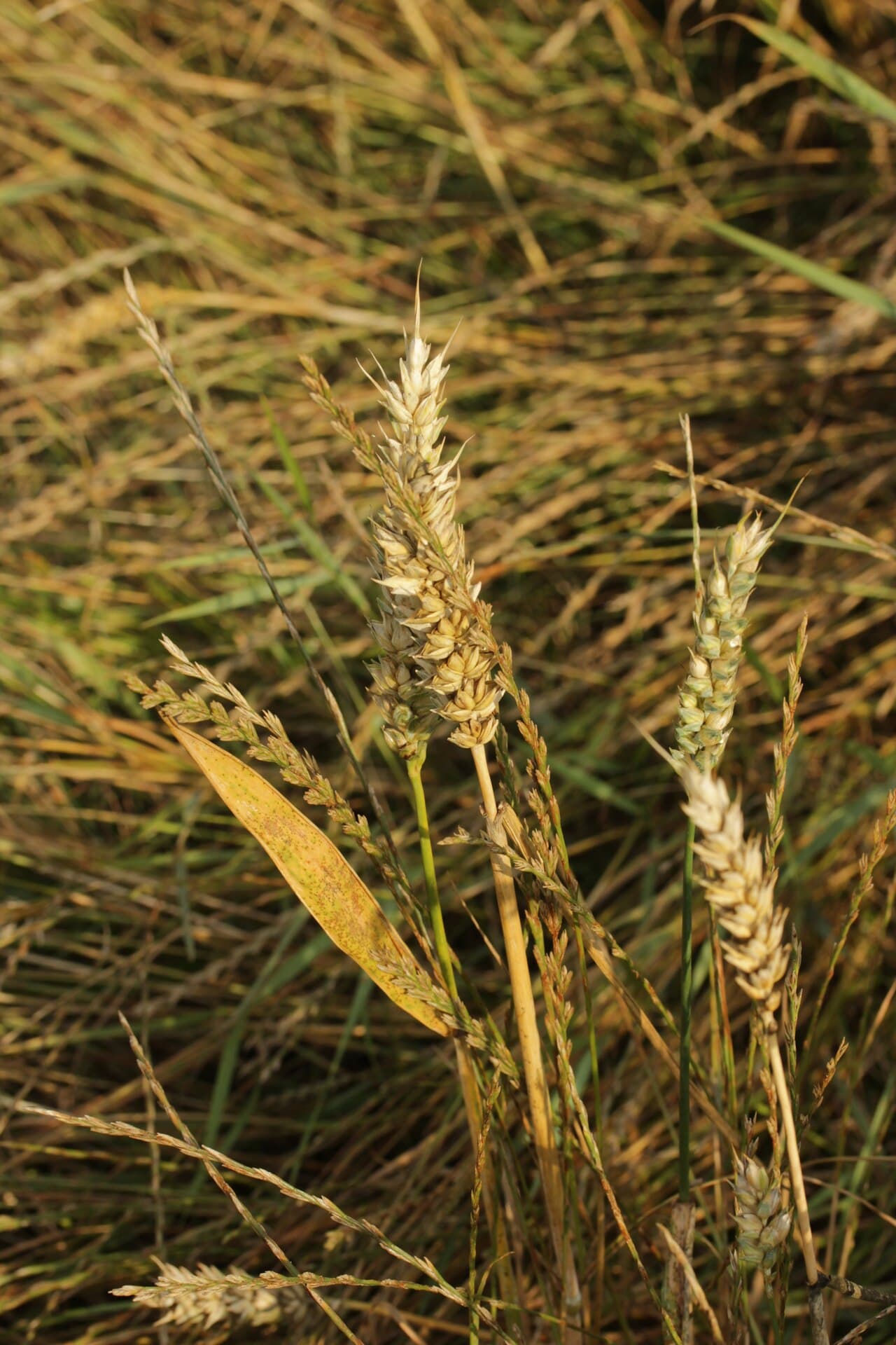 Imagine pentru Rugina brună: Puccinia triticina (01)