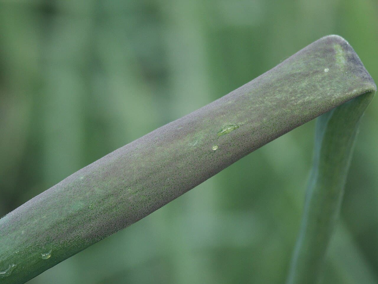 Imagine pentru Mana La Ceapa Rosie: Falscher Mehltau 2 (Peronospora destructor)-DLR-NW-jk