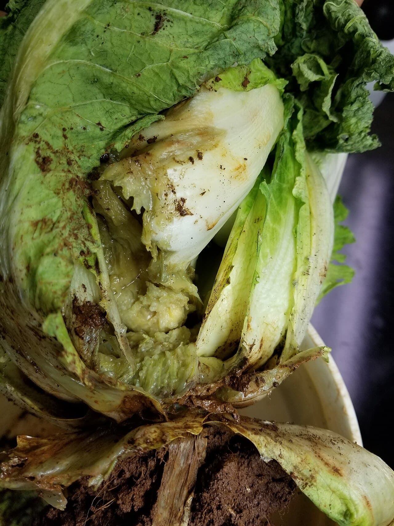 Imagine pentru Putregaiul moale: Napa Cabbage (Won Bok, Chinese Cabbage, Celery Cabbage) Bacterial soft rot (35468272752)
