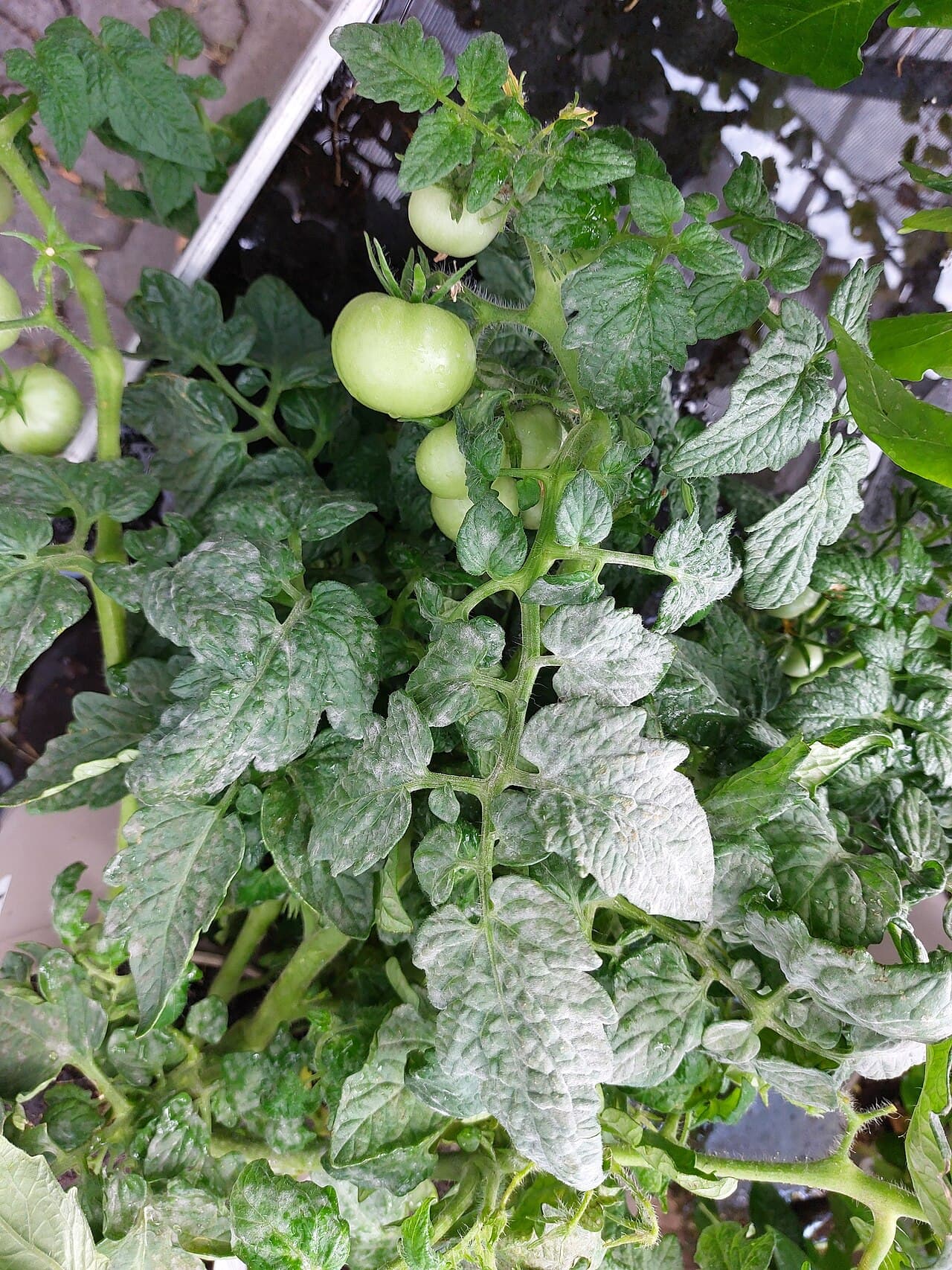 Imagine pentru Fainare La Tomate Cherry: Tomaten-Echter Mehltau-JS-1