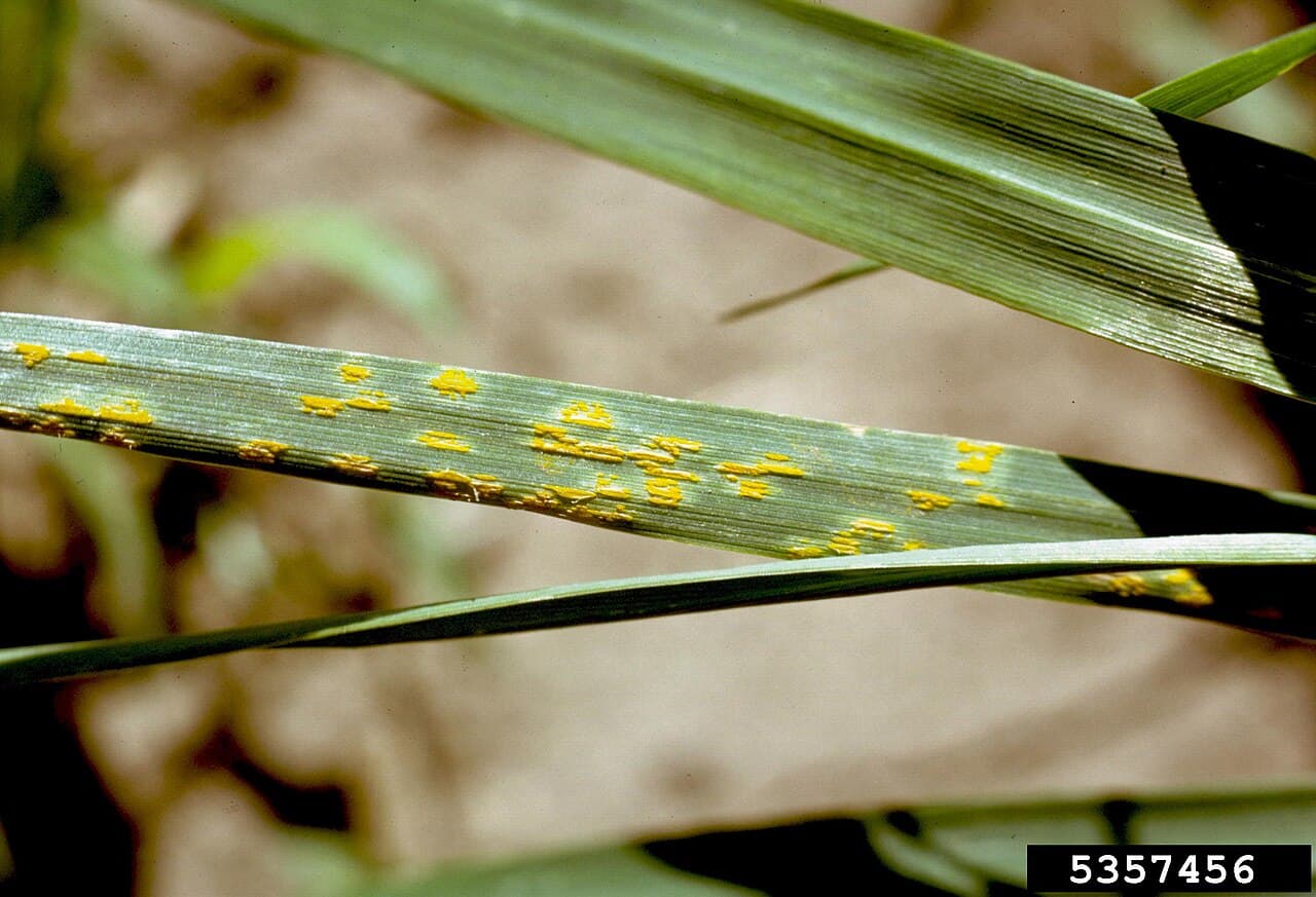 Imagine pentru Rugina coroanei: Puccinia coronata at Avena